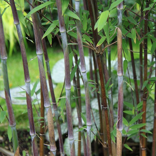 Fargesia demissa gerry bamboo - demissa,