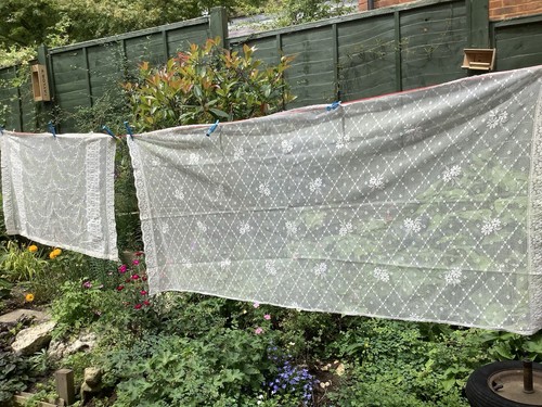 Antique cotton lace panels - antique,