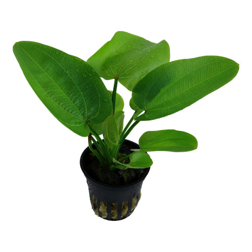 Echinodorus aquartica tropica - aquartica,