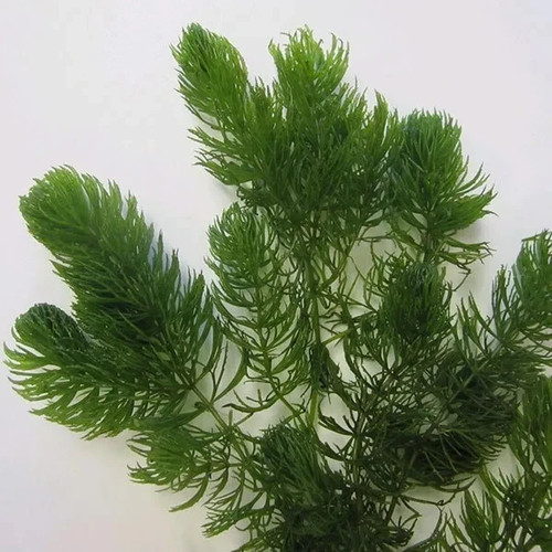 Plants hornwort pond weed - weed,