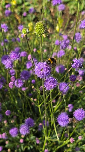 Native devils bit scabious - 6, x