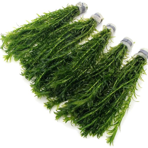 Elodea densa stems 5 - 50,
