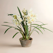 New Luxury White Cymbidium