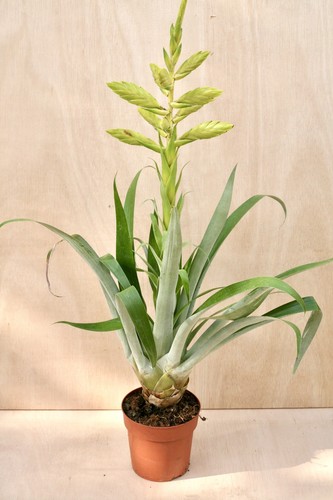Tillandsia oerstediana giant - tillandsia,
