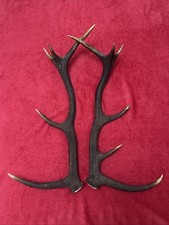 PAIR OF RED DEER ANTLERS