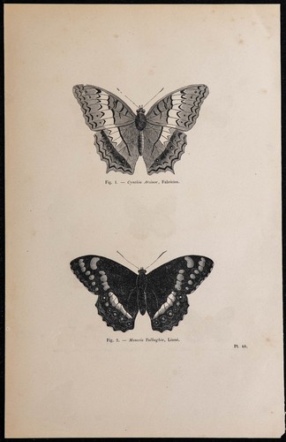 1869 butterflies cynthia - -, butterflies: