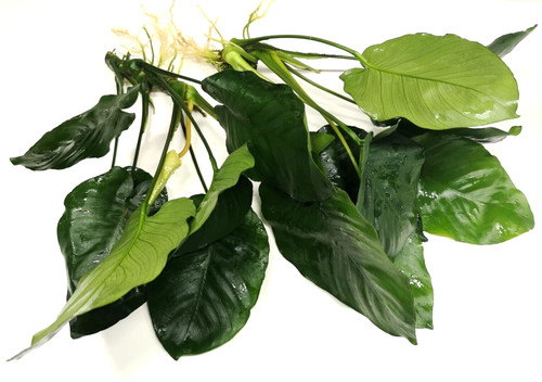 Anubias barteri broad - anubias,