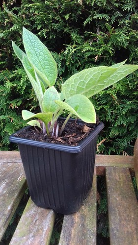 Two comfrey bocking - two, plants
