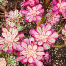 Aeonium Chanel variegata 7cm Cutting - Vibrant Variegated Aeonium