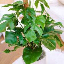Monstera Deliciosa Swiss Cheese Plant for Home or Office 30-40cm Potted
