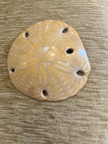 Clay fossilised sand dollar - fossilised,