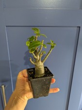 Adenium Obesum/Desert