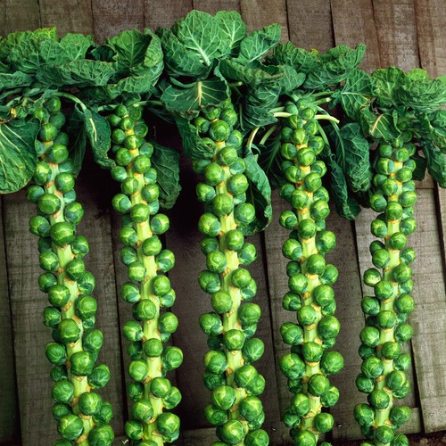 Brussels sprout trafalgar - sprout, rhs