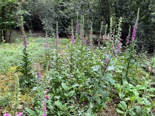 15 foxglove plants,  bare root