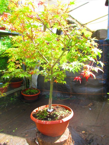 2ft inc pot - pot, bonsai