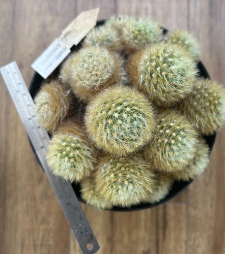 Mammillaria carmenae nice - mammillaria, carmenae,