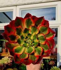 Aeonium Phantom variegated