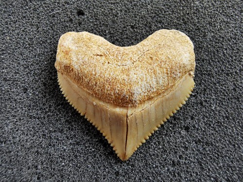 Crow shark tooth - , fossil