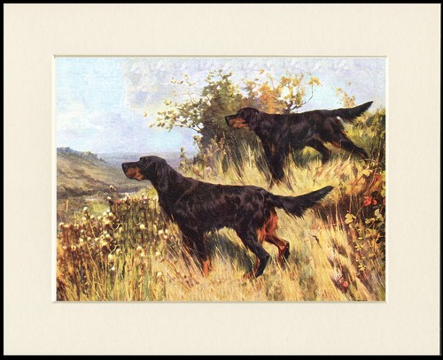 Gordon setter dog art - gordon,