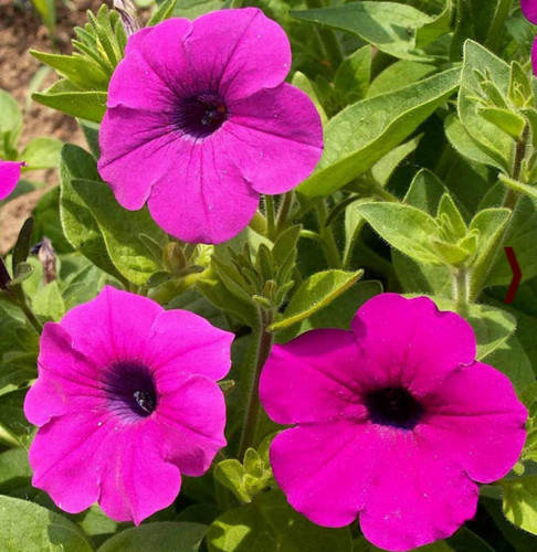 Petunia shanin wild - petunia,