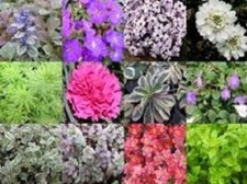 20X SALVIA PERENNIAL HEBE SHRUB CONIFER ALPINE MIXED PLANT PLUGS CLEARANCE OFFER