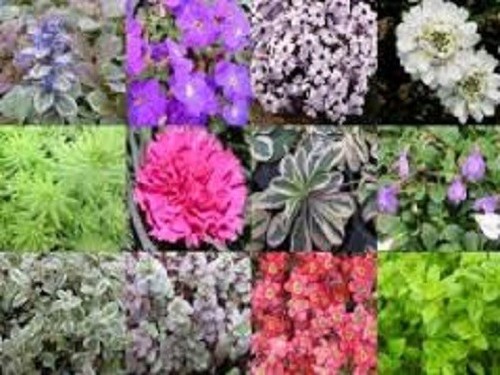 10x salvia perennial shrub - salvia,