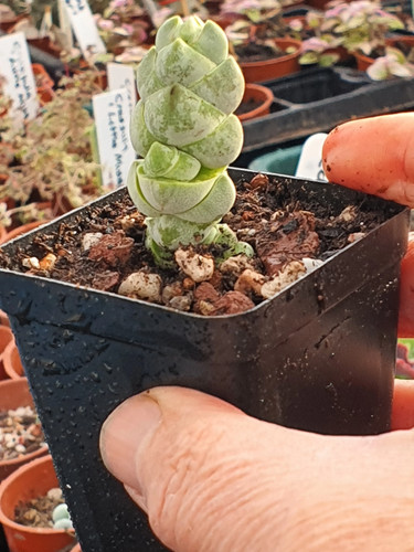Crassula plegmatoides