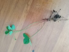 10 Alpine Strawberries Bare