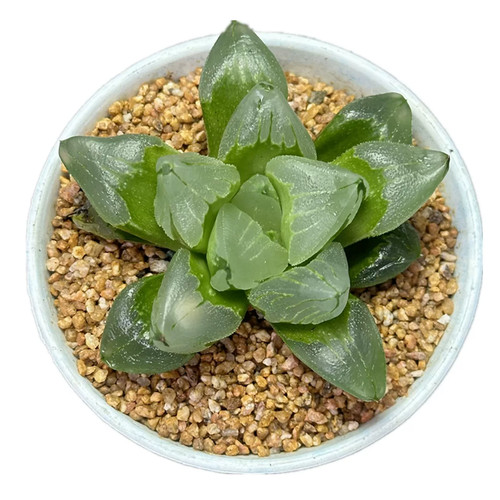 5cm succulent plant haworthia - plant,