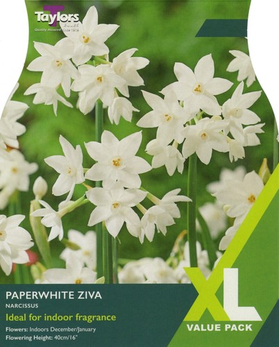 Narcissus paperwhite ziva - narcissus, ziva'