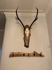 Large deer antlers - mounted. 7 point. Collection only.