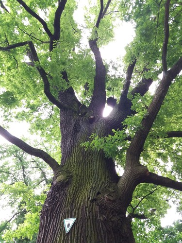 English oak quercus - 10,