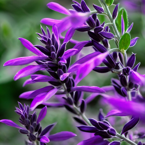 Salvia seeds flower - 50,