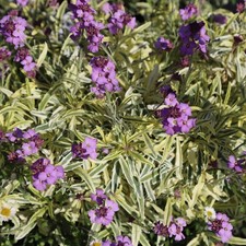 Erysimum Linifolium Variegatum