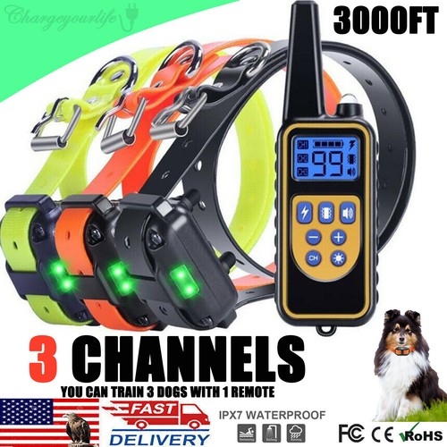 3000ft dog pet training - dog,