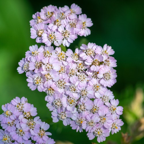 Achillea lilac beauty - achillea,