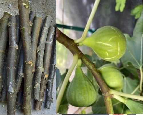 Cuttings original white - 6,