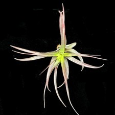 Tillandsia 'Abdita Red' Large | Air plant Houseplant 15cm tall