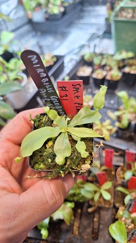 Nepenthes mirabilis globosa x - globosa,