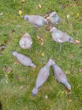Pigeon Decoys for Shooting and Hunting