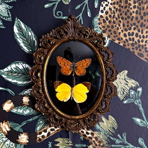 Butterfly taxidermy display - taxidermy, 2