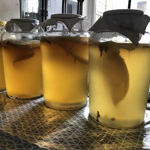 Organic kombucha starter - kombucha,