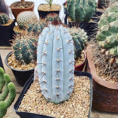 12cm succulent cactus - 12cm,