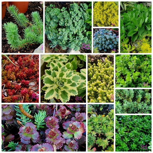 Hardy sedum unrooted cuttings - unrooted,