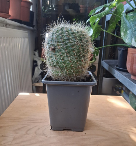 Mammillaria cactus in - a3,