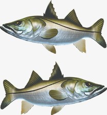 Snook Fish fishing Auto Boat