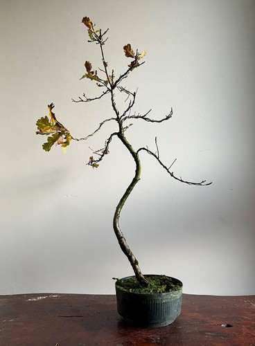 English oak tree - english,