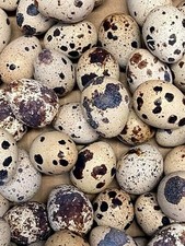 JUMBO COTURNIX QUAIL EGGS ! 12