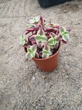 Crassula pellucida subsp. marginalis 'Variegata' - Calico Kitten| UK Grown