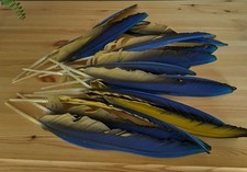 Blue & Gold Macaw Parrot Wing